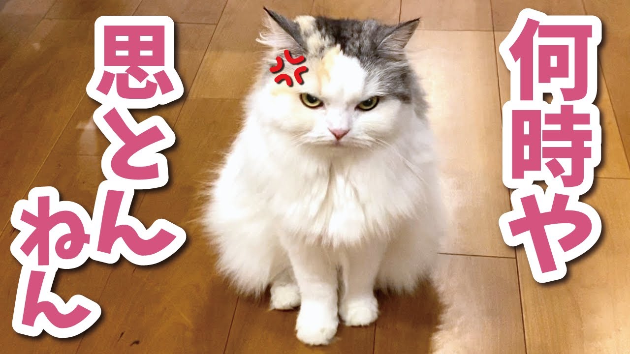 訳あって夜遅くに帰宅したら猫にド説教されました【関西弁でしゃべる猫】