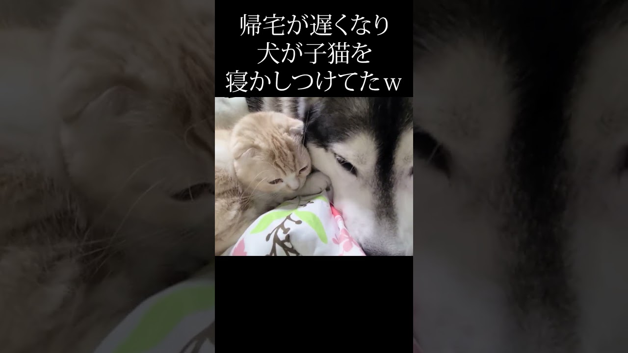 帰宅が遅くなりハスキー犬が子猫を寝かしつけてたｗ#shorts