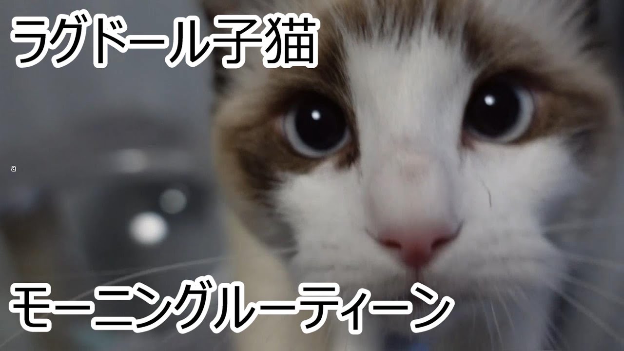 【モーニングルーティン】ラグドール猫の朝のルーティン
