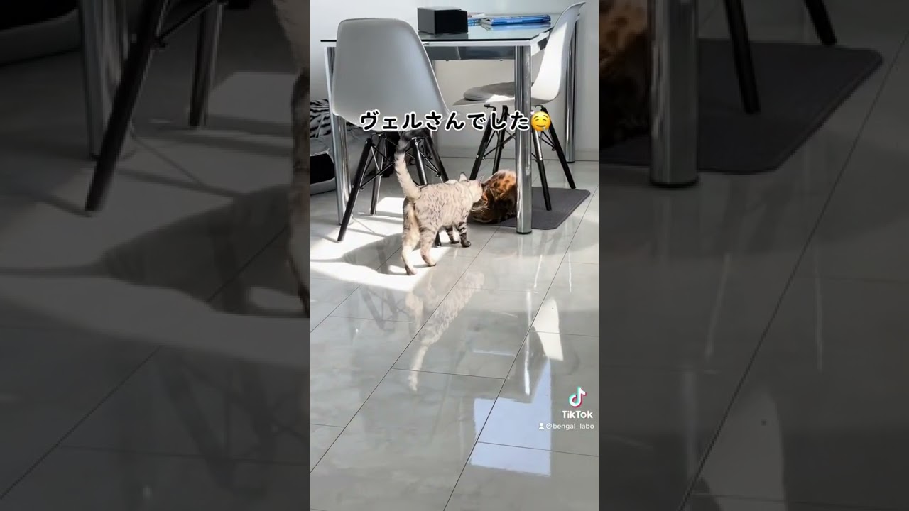 何を見つけたの？　#shorts #ベンガル猫 #シルバーベンガル