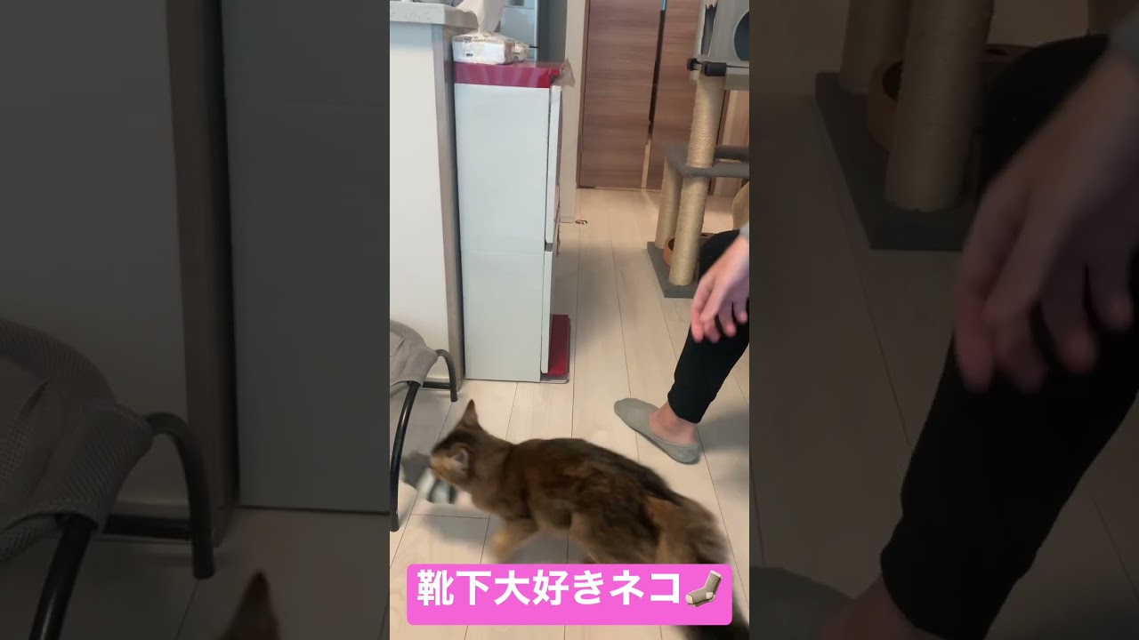 靴下が大好きなネコ #ソマリ #癒し猫動画 #しっぽ吸い