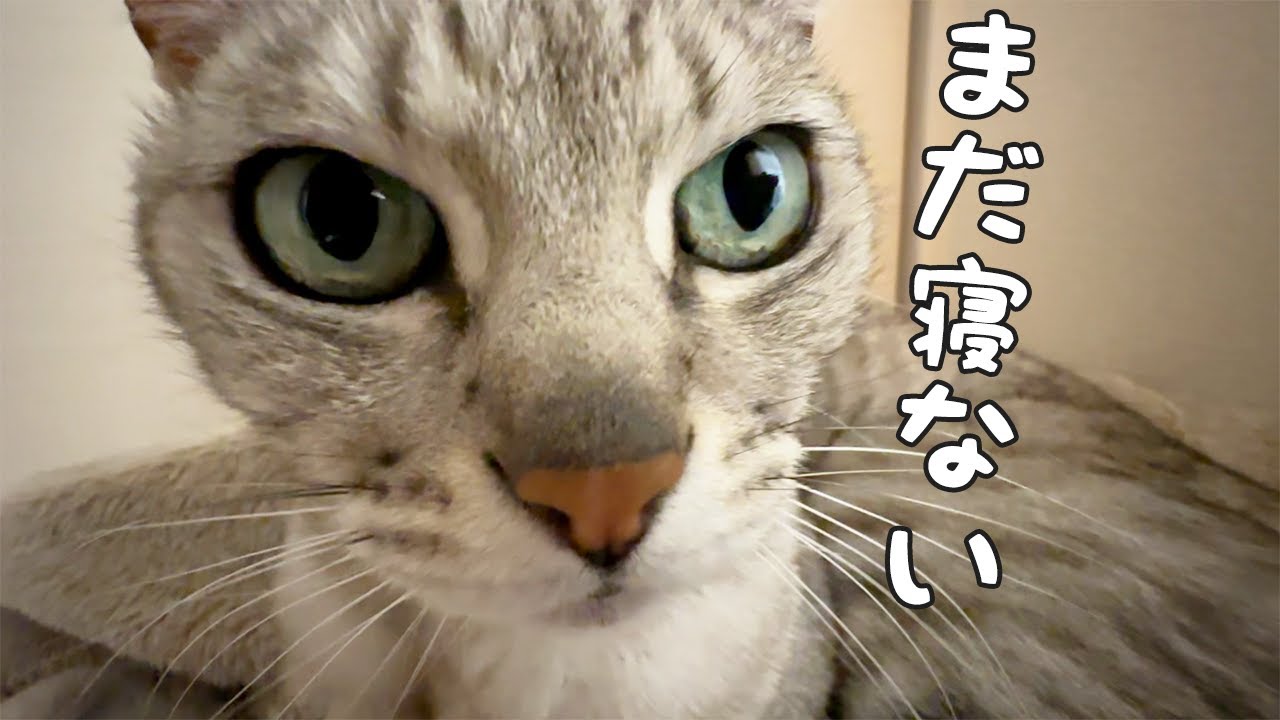 パパがいないと寝る時間はこんなに大変です…！
