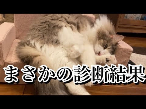 愛猫を緊急で病院に連れて行った結果…【ノルウェージャンフォレストキャット】