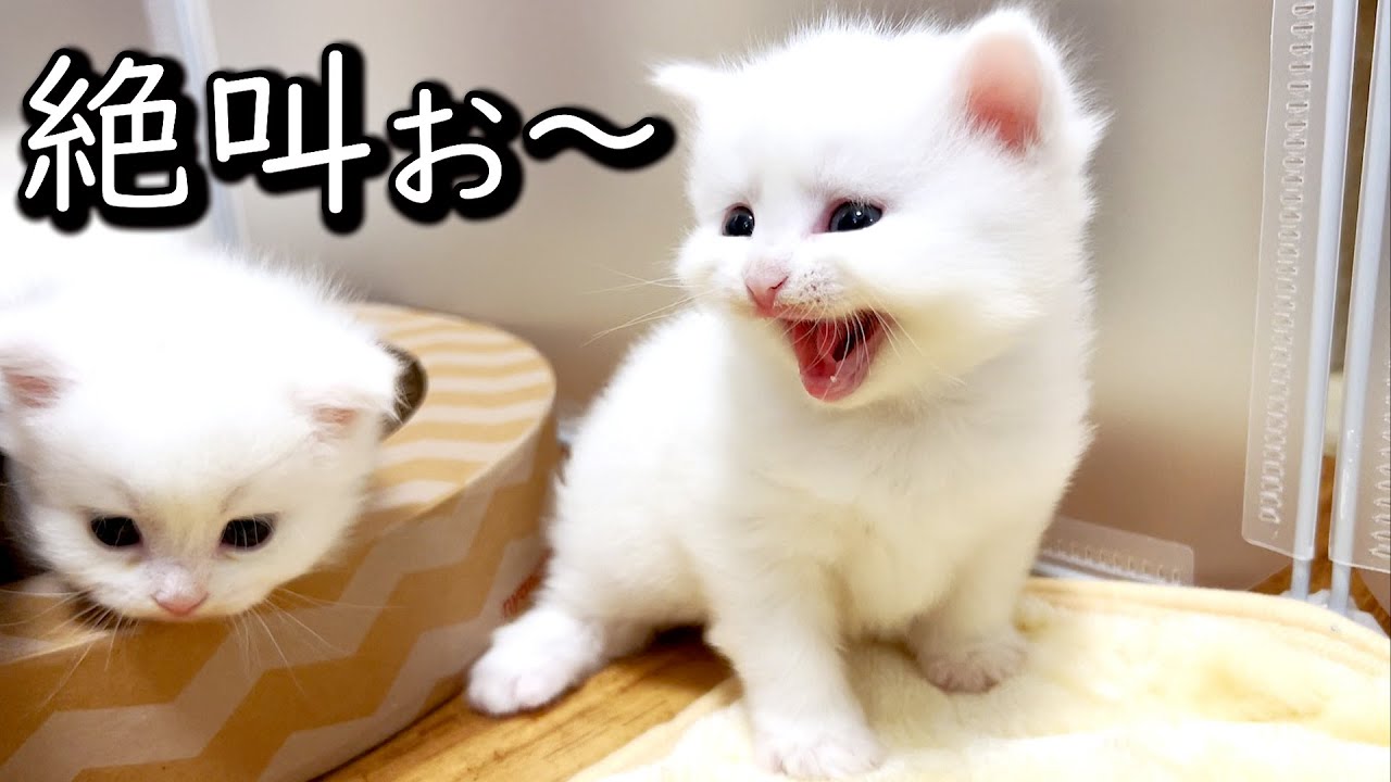 ♥子猫♥ママがいない事に気づいて絶叫する赤ちゃんな件 ∼猫のいる生活Vol.587∼ 出産動画 マンチカン短足・ミヌエット・ペルシャ猫専門ブリーダー『ペット蔵人』【子猫の成長記録】