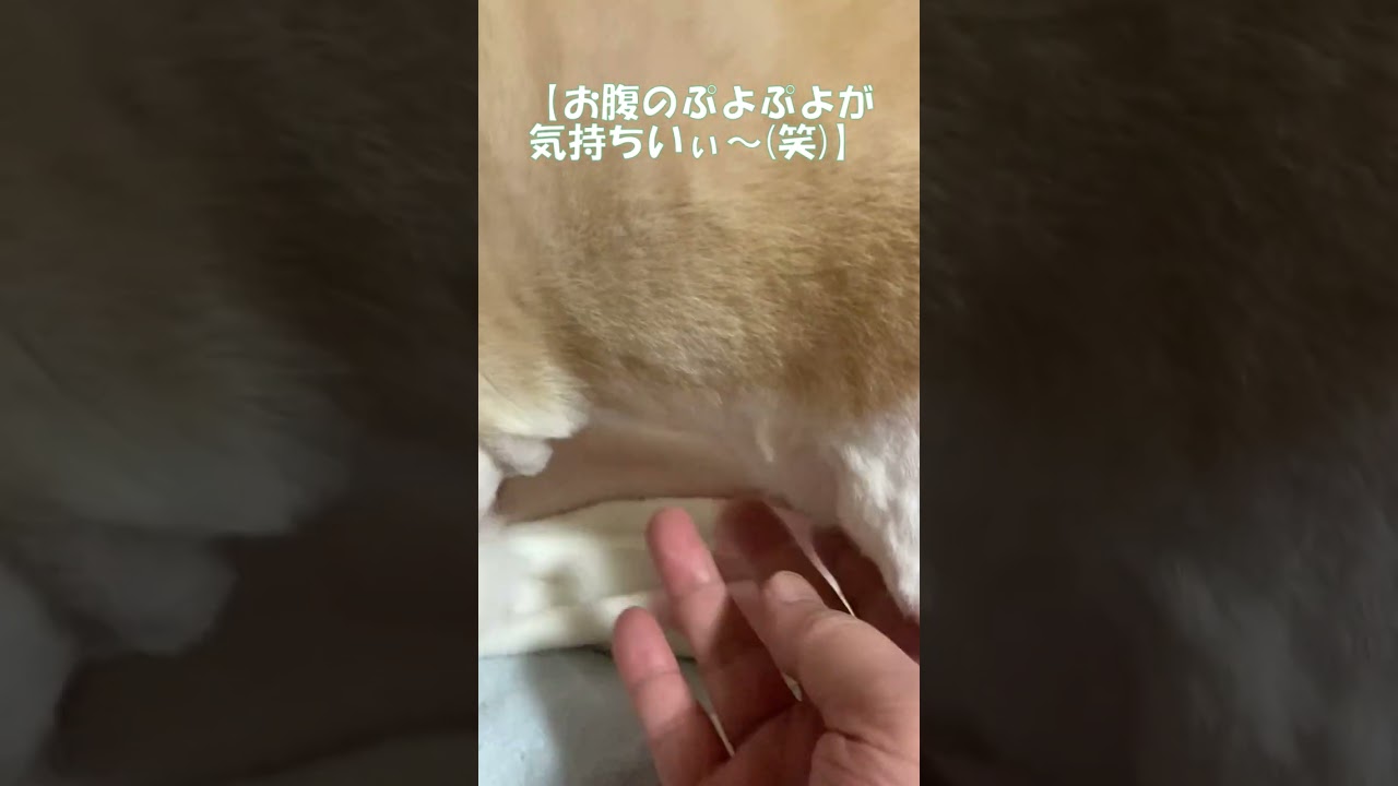お腹のぷよぷよが気持ちいぃ～(笑) #shorts  #猫 #アメリカンカール #cat