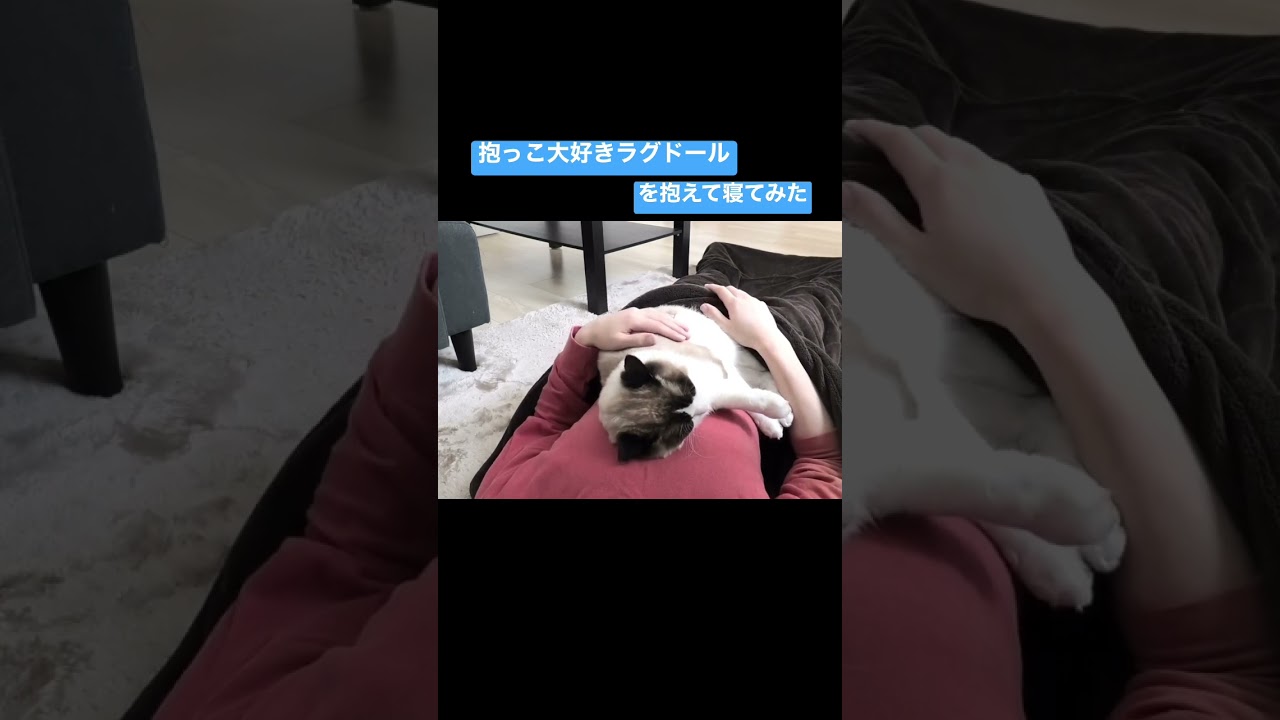 抱っこ大好きラグドールをお腹に抱えて寝てみた