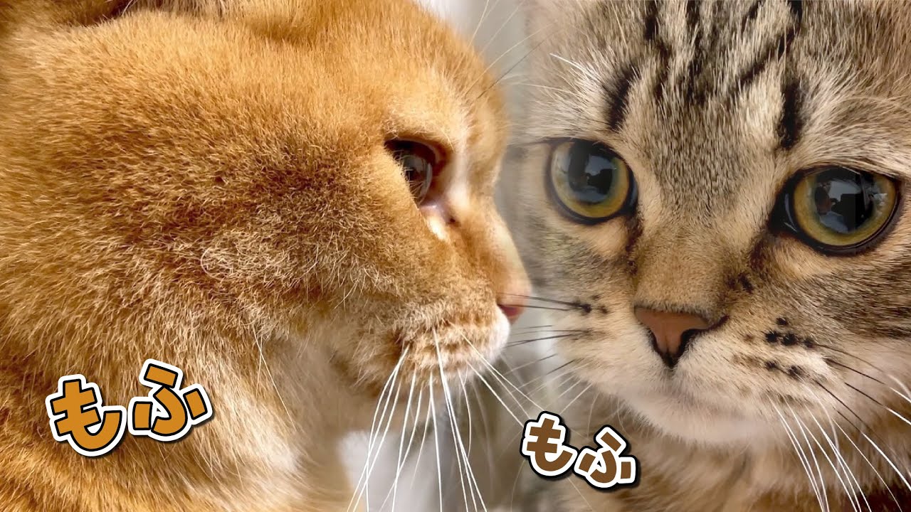 超至近距離でじゃれ合う猫たちがもっふもふで可愛い！