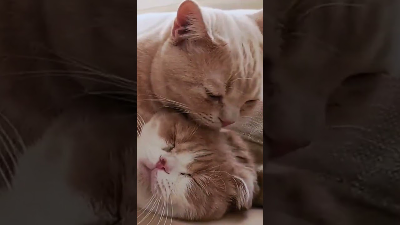 食べそうな勢いですね　 #スコティッシュフォールド #猫 #マンチカン短足