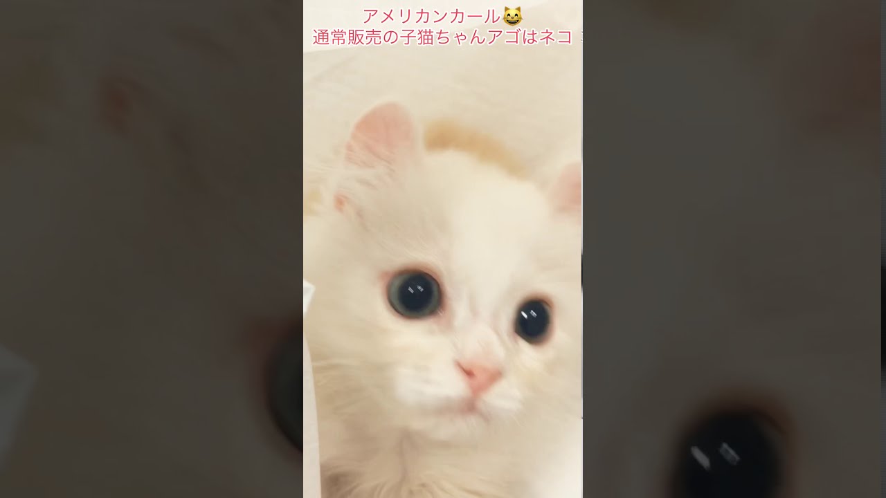 @アメリカンカール😸　通常販売の@子猫ちゃん　@アゴはネコ