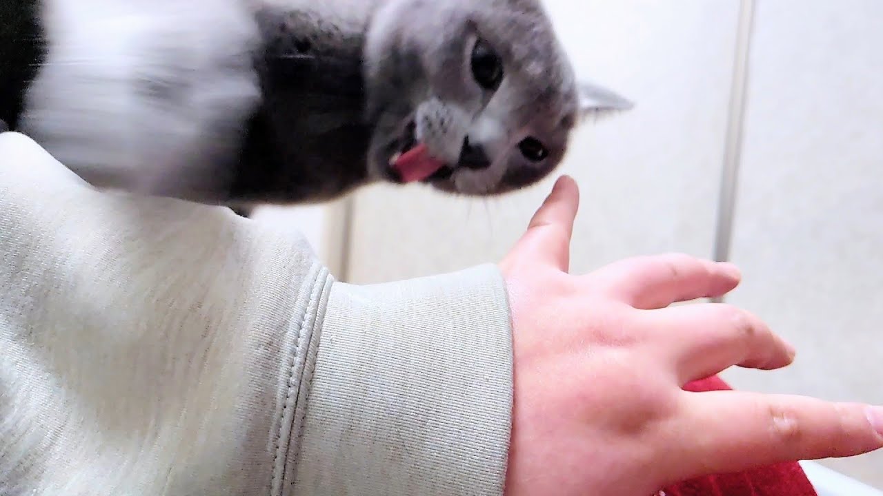 【猫動画】優しく嫁にダメ出しするロシアンブルー【russianbule】A Russian blue who gently tells his wife not to