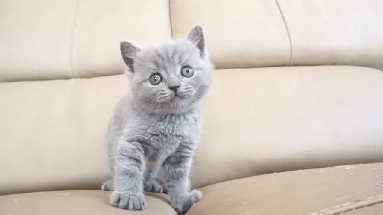 ブリティッシュショートヘアー子猫　British Shorthair　2022.11.22産まれ　ブルー　男の子　シーダキャット猫のお店