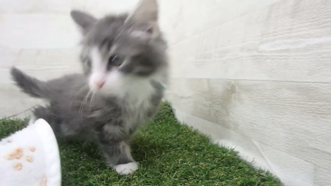 Coo&RIKU　No00616025 ノルウェージャン・フォレストキャット