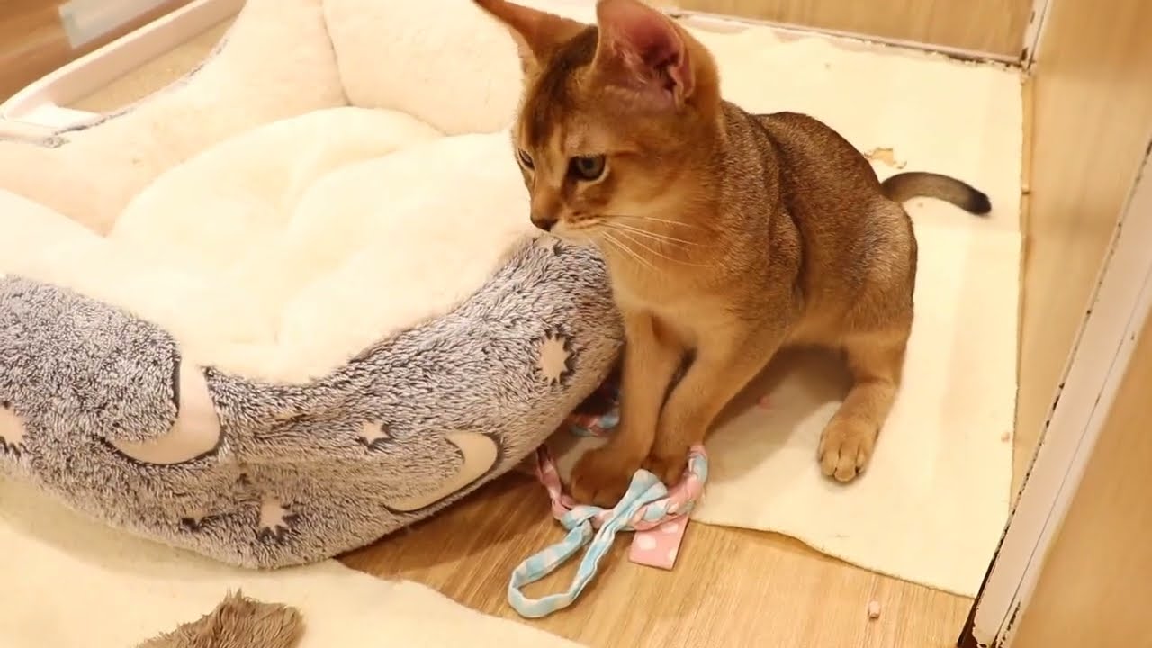 No60052 アビシニアン