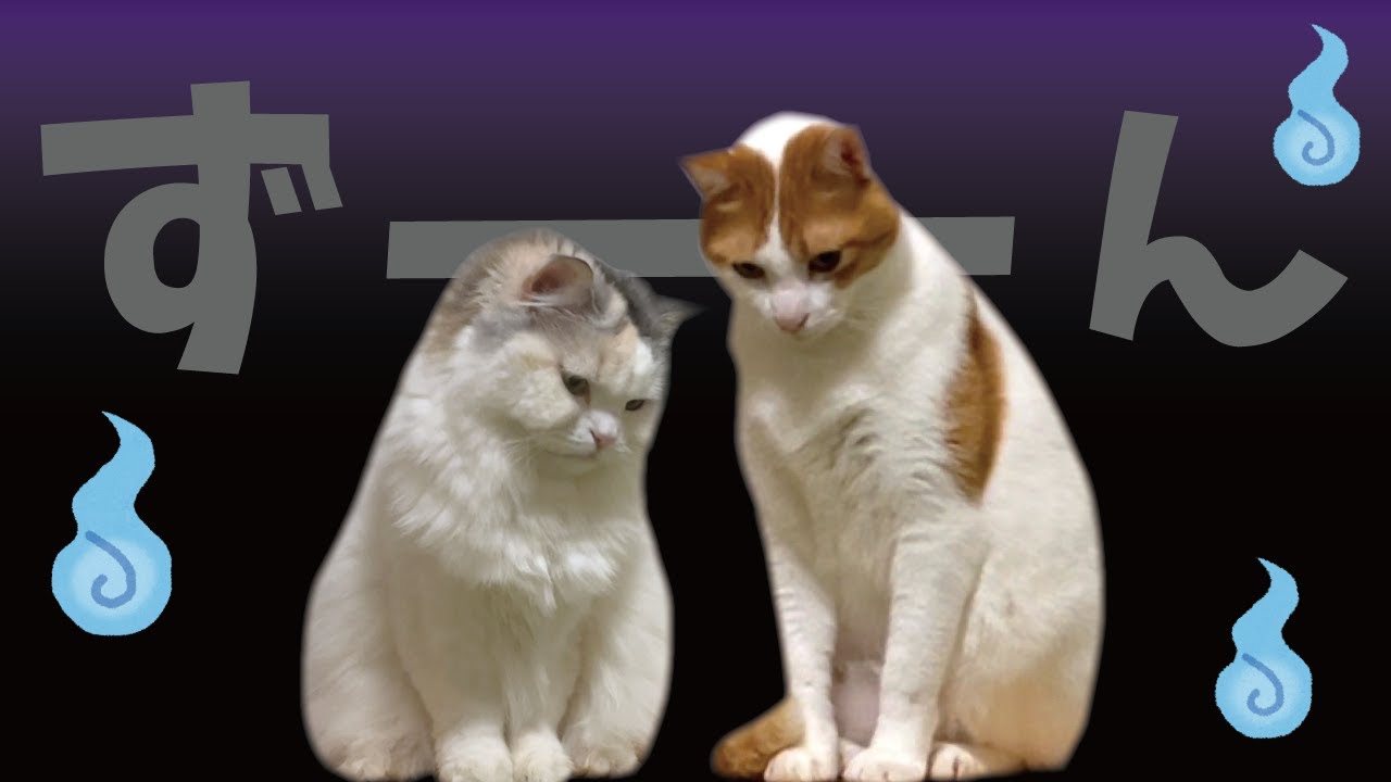 2日ぶりに再会した猫たちの様子がなんかおかしい…【関西弁でしゃべる猫】