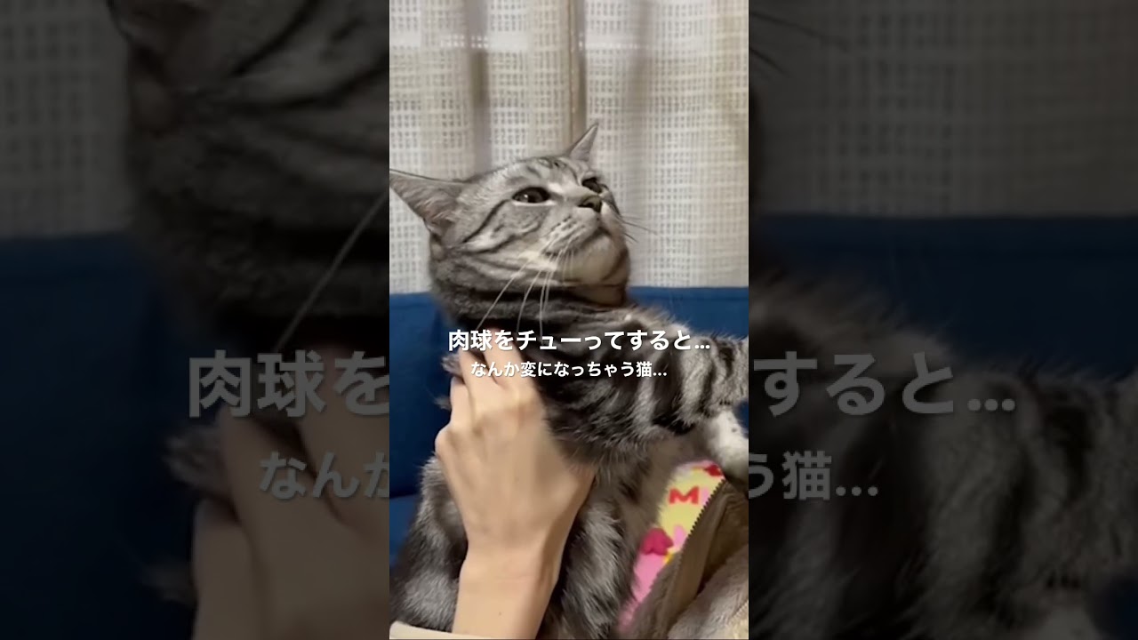 肉球を吸うと、こうなっちゃう猫…#ねこ #マンチカン