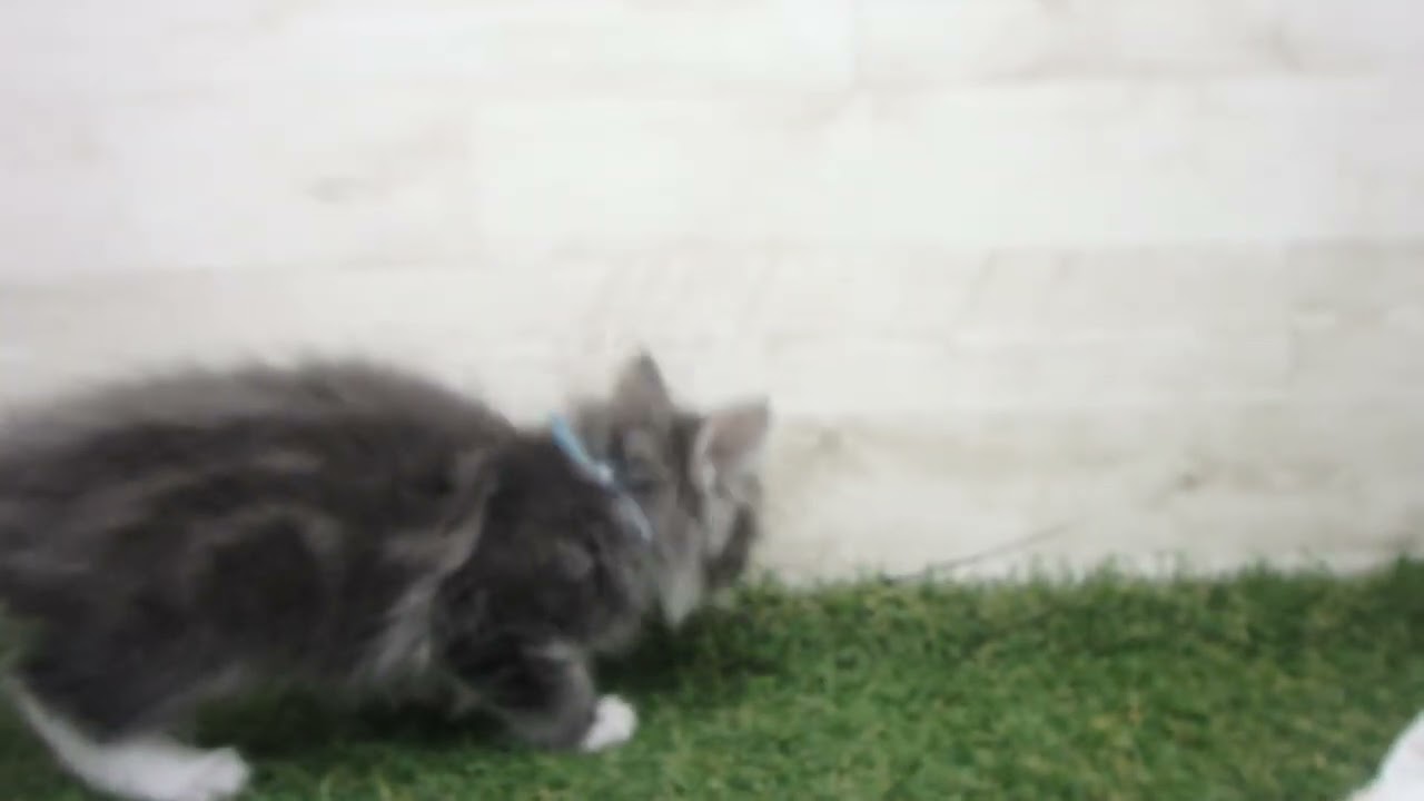 Coo&RIKU　No00616026 ノルウェージャン・フォレストキャット