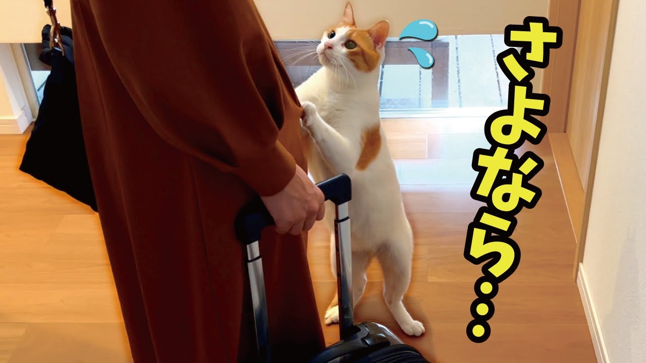 猫たちとしばらくお別れする事になりました【関西弁でしゃべる猫】