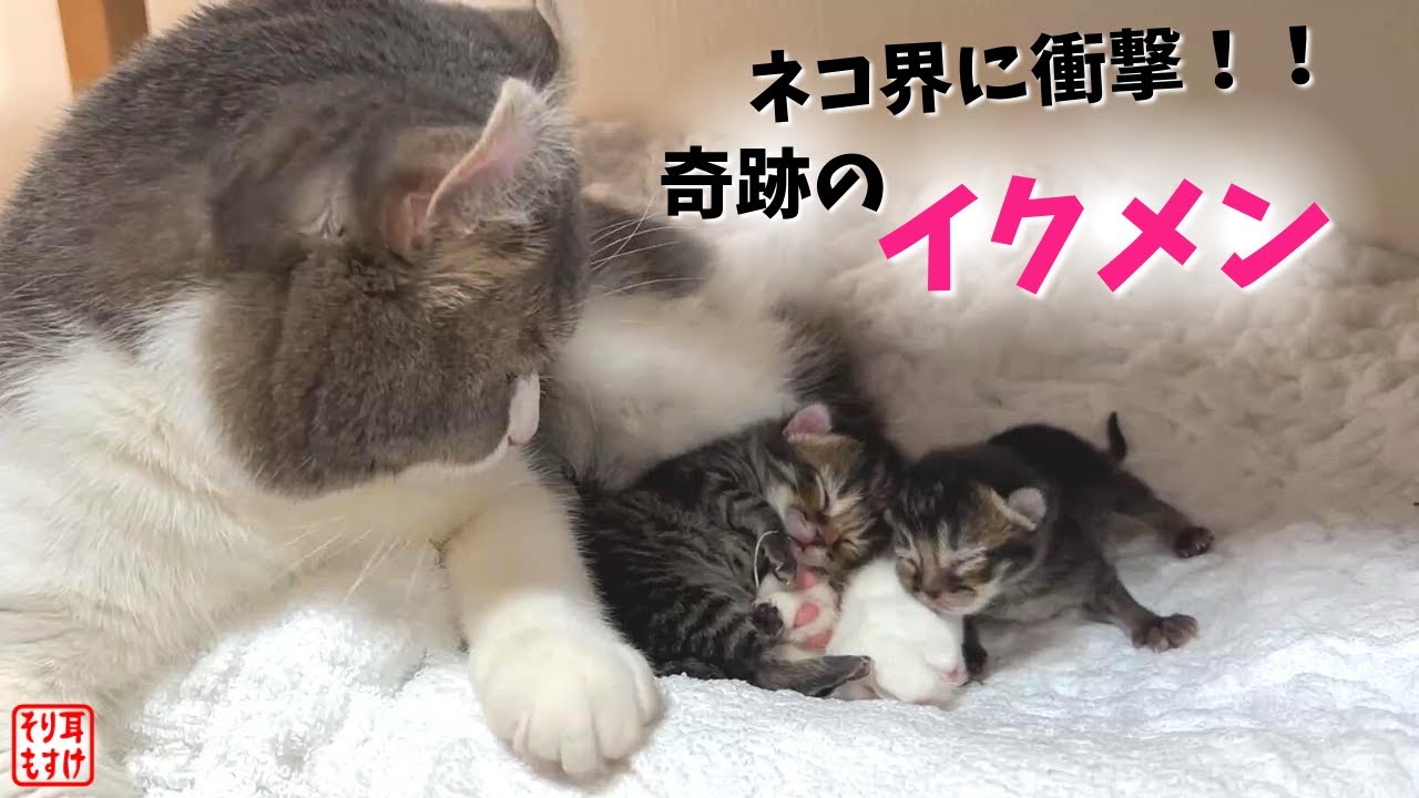 イクメンに目覚めたパパ猫がついにオッパイをあげ始めました…