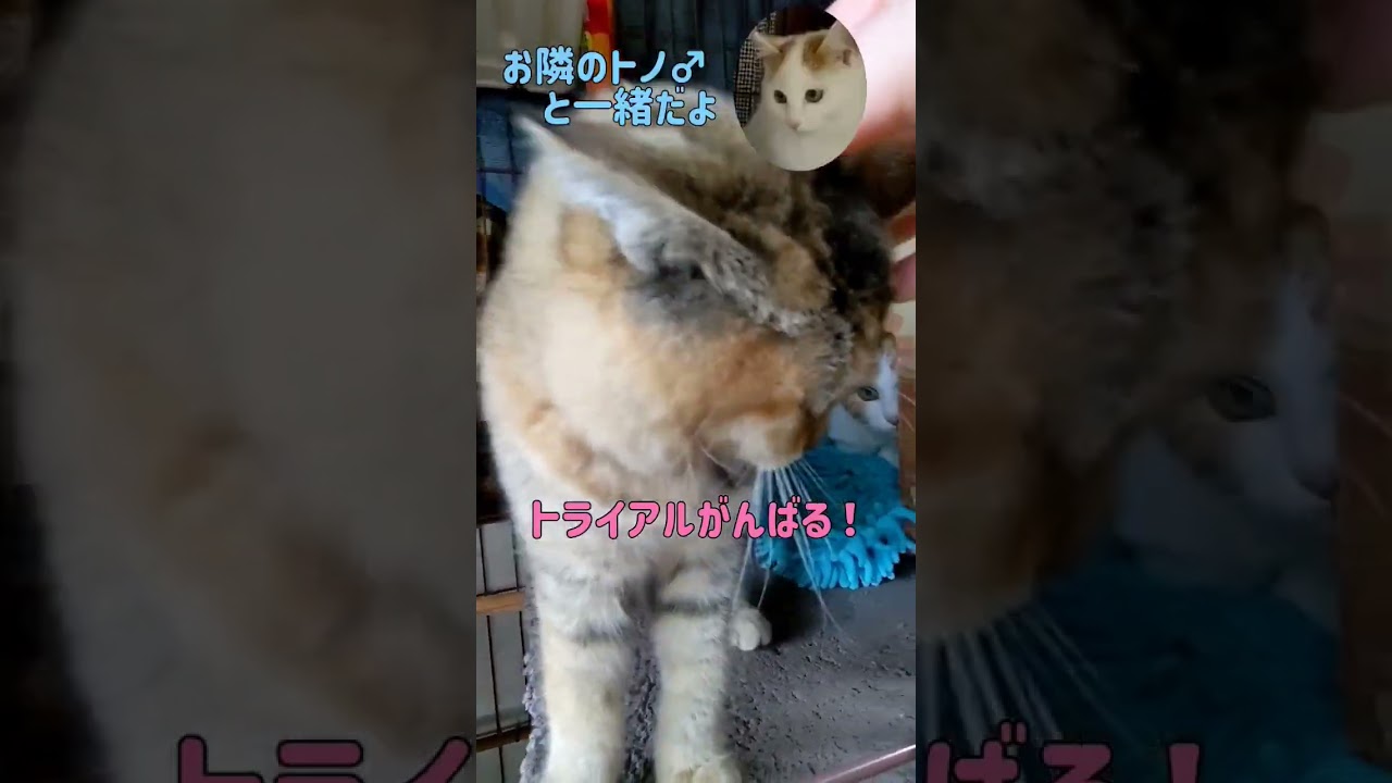 里親募集中の子猫ちゃんトライアルが決まりました♡　#Shorts#猫#里親募集中