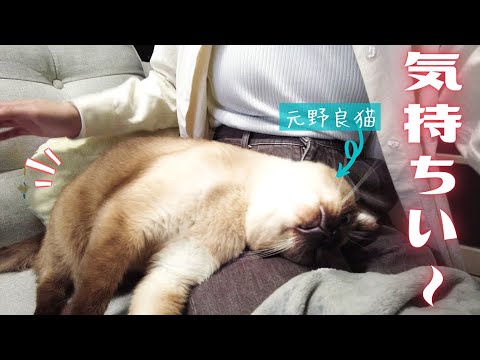 甘えん坊の保護猫のお尻を叩くとスーパー甘えん坊になりますｗ【シャム猫/シャムミックス・ノルウェージャンフォレストキャット】