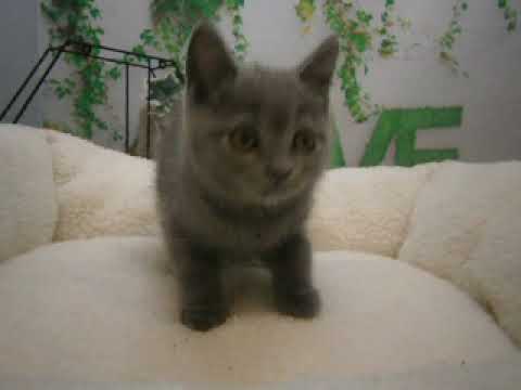 614947 ブリティッシュショートヘアー