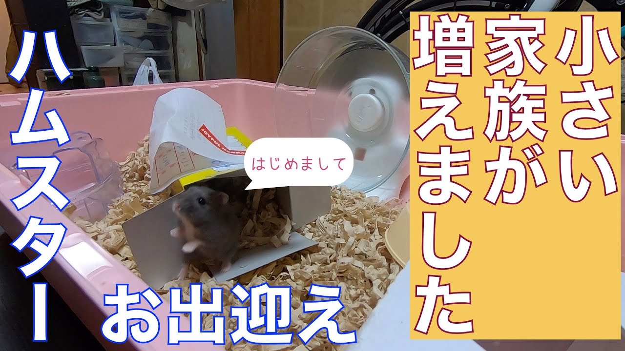 【ハムスター】ハムさんお迎え/ロシアンブルーのユズです。