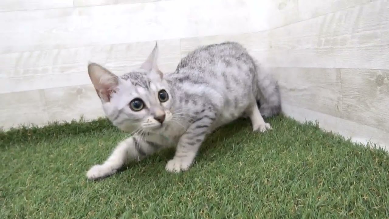 Coo&RIKU　No00610334 エジプシャンマウ