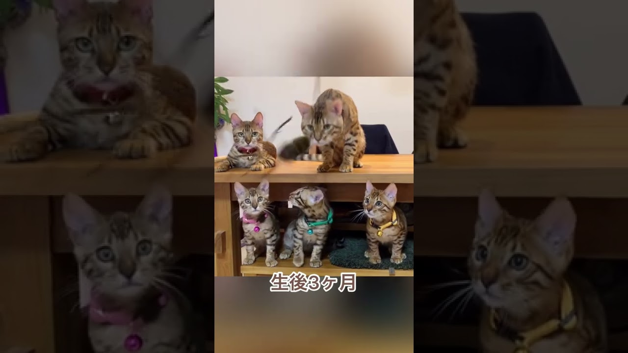 三兄弟の3歳までの生い立ち🐈🐈🐈 #shorts