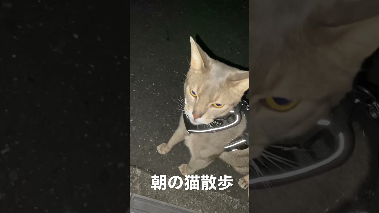 早朝の猫散歩 アビシニアン