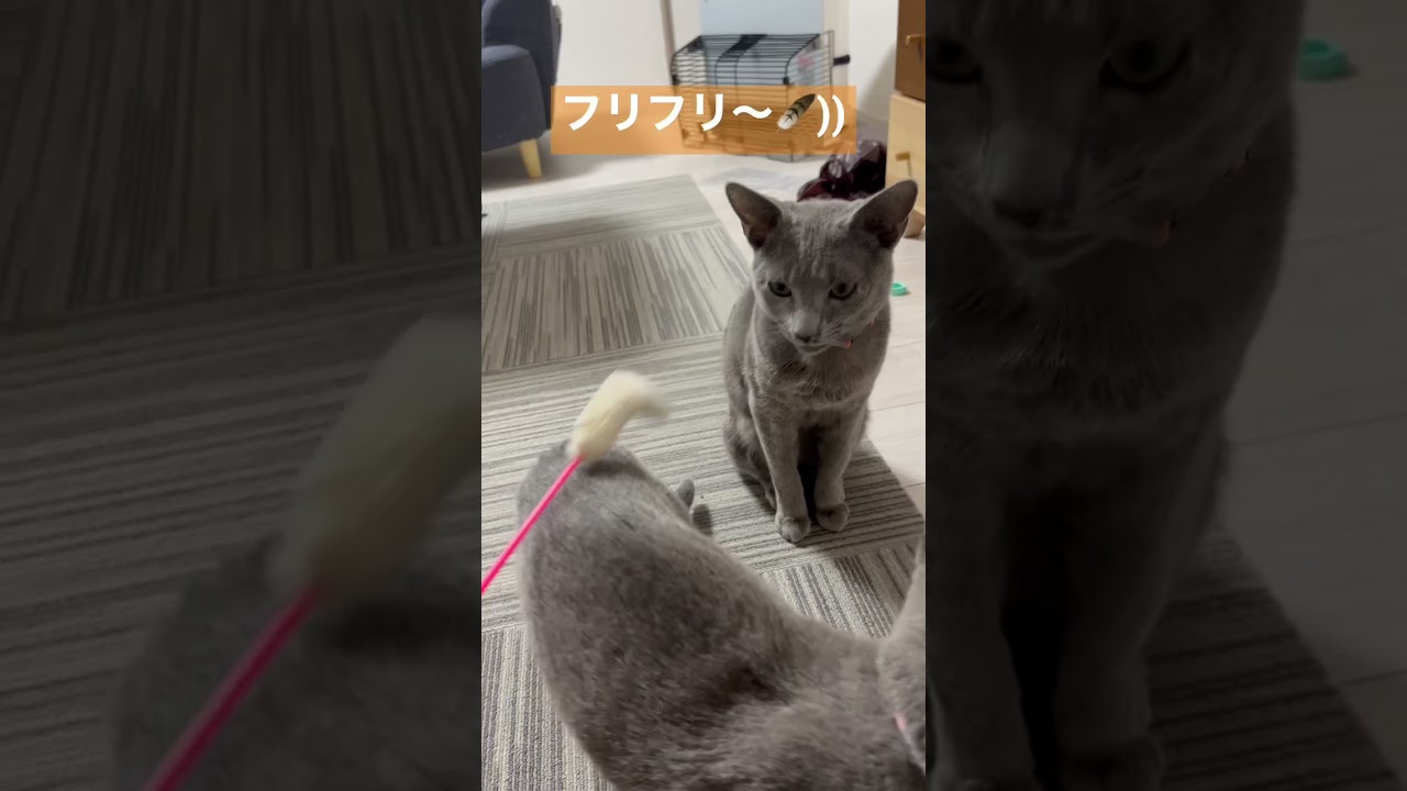 猫じゃらしで遊んでみた#ロシアンブルー #猫 #子猫 #cat #catcute #兄弟猫 #かわいい猫
