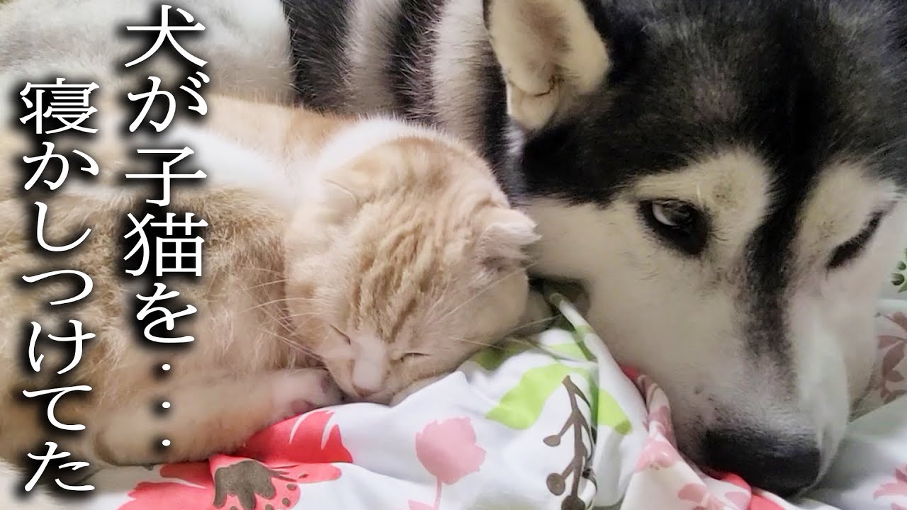仕事で帰宅が深夜になりハスキー犬が子猫を寝かしつけてました...