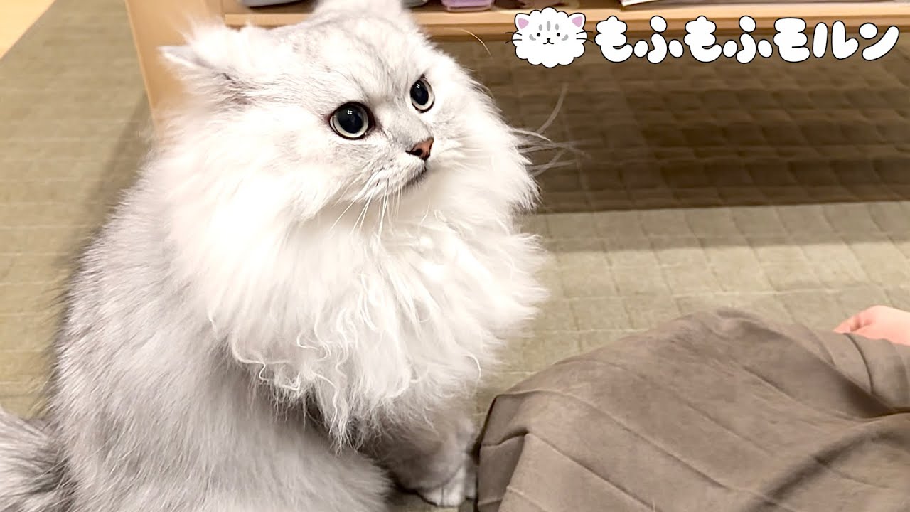 たまに凶暴化する猫をご覧ください 【サイベリアン】