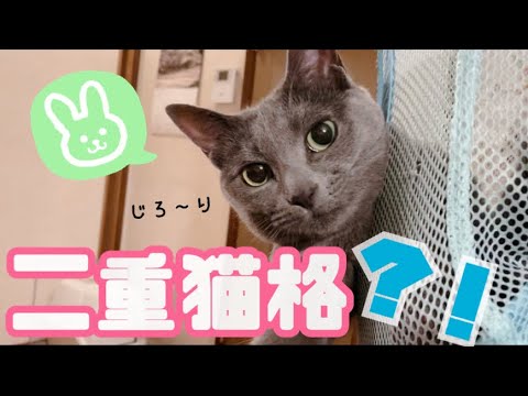 【猫】性格が凶変する灰色猫
