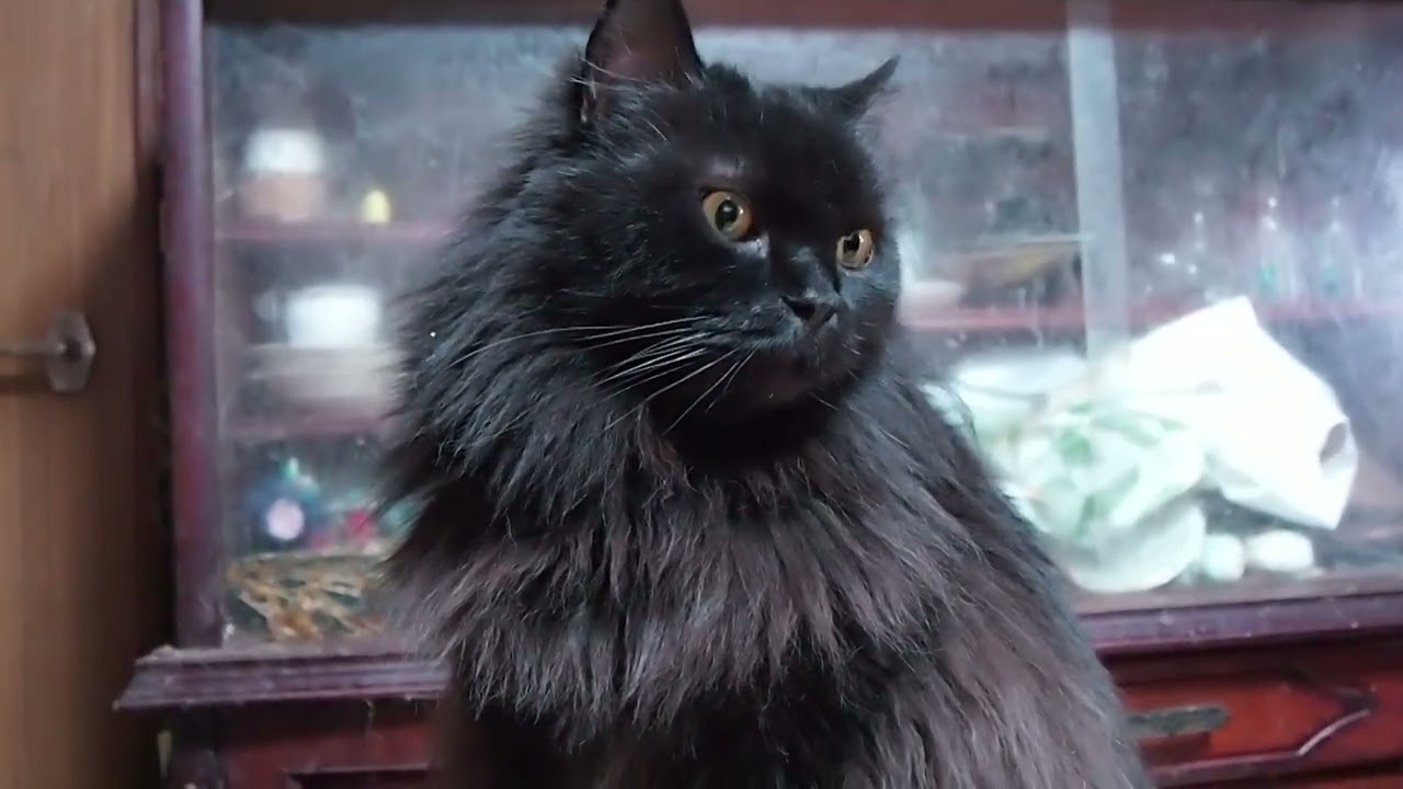 Lucullus,the Selkirk Rex セルカークレックスのルクルス