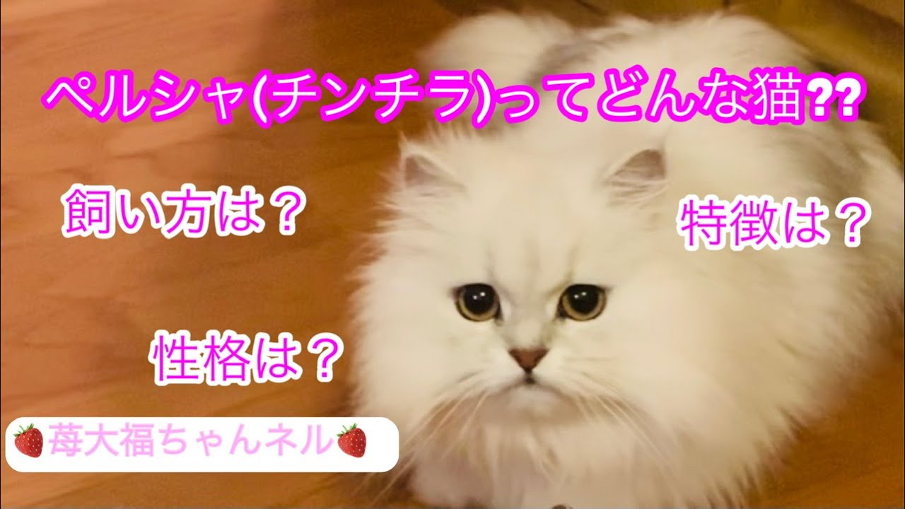 ペルシャ猫(チンチラ)ってどんな猫なの？性格や特徴！飼い方のご紹介です💖 Features of Persian cats【保護猫の癒しの日常】