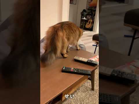 #99　せいせいせいなソマリ