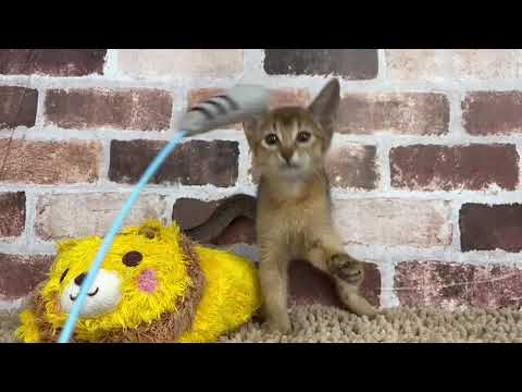 アビシニアン7/16♀