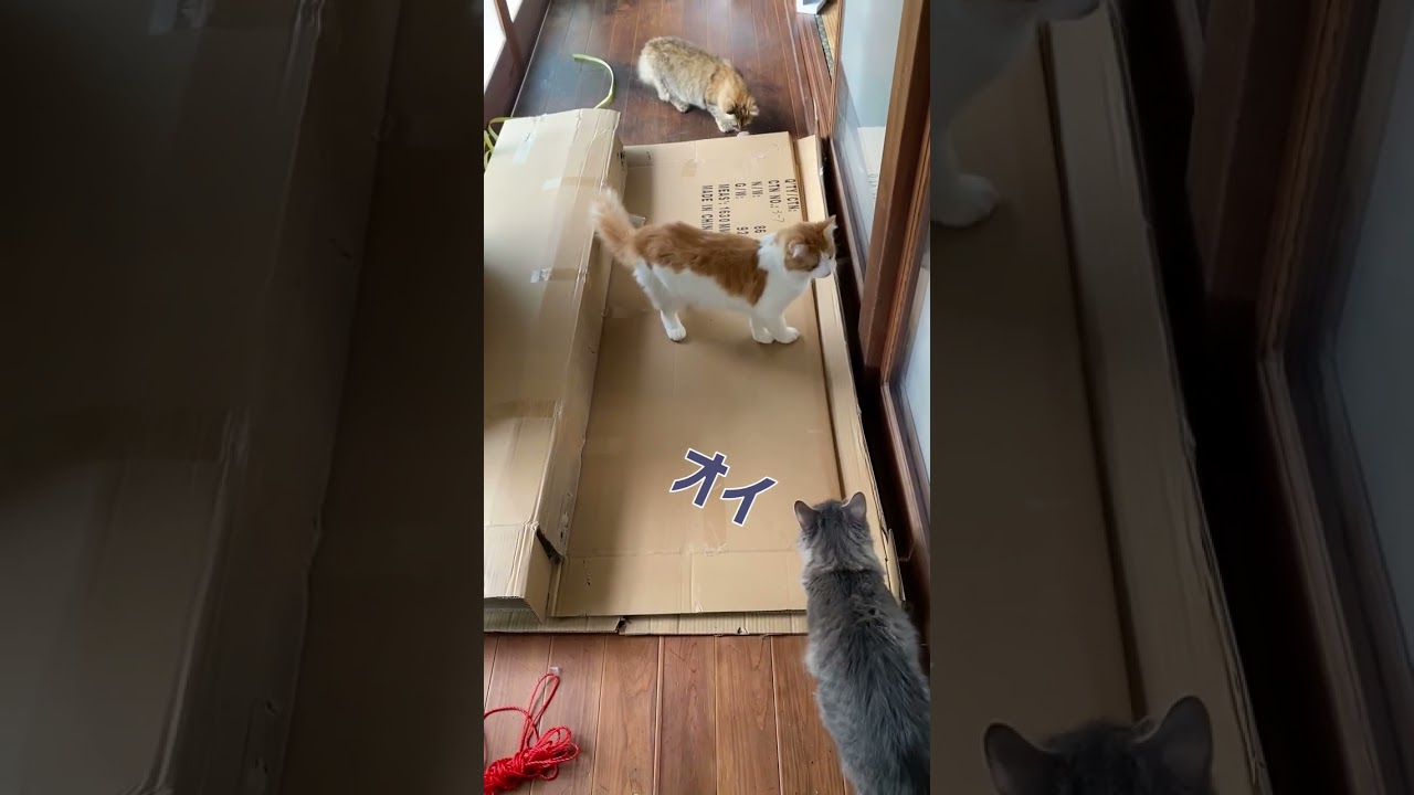 段ボールに乗ったらまさか…【サイベリアン・ノルウェージャン・多頭飼い】 #shorts