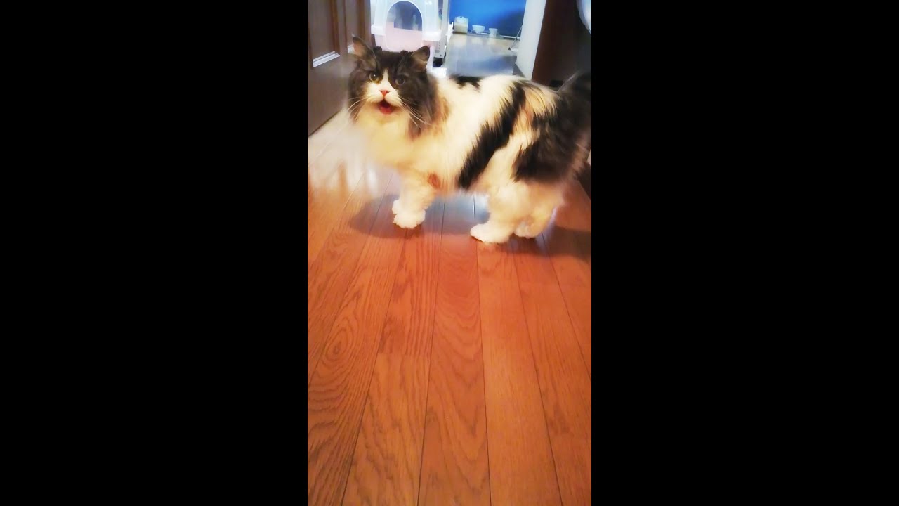 ラガマフィン猫コバン 病院がんばりました