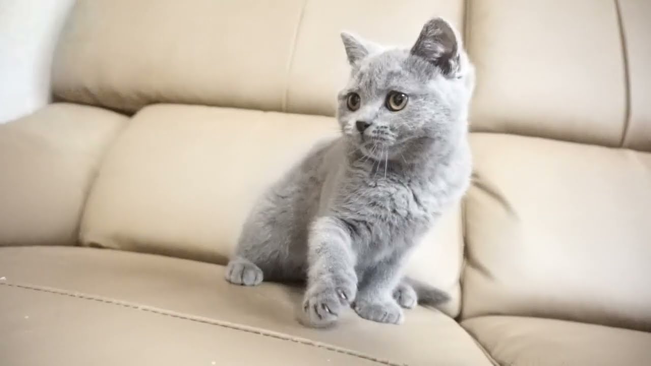 ブリティッシュショートヘアー子猫　British Shorthair　2022.7.24産まれ　ブルー　男の子　シーダキャット猫のお店