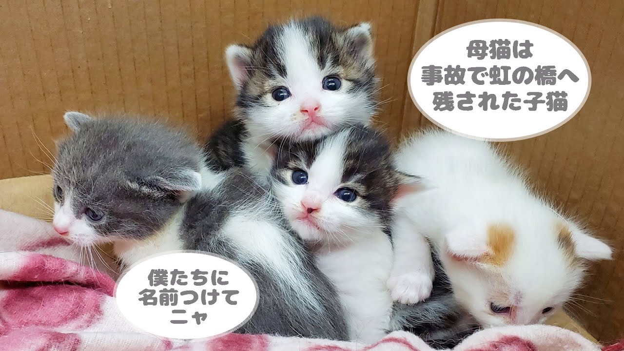【ガレージで産まれた子猫達】生後３週間の新入りが来たよ‼︎母猫を事故で亡くした子猫達