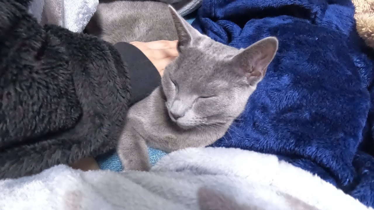 ママに寄り添って眠るロシアンブルーの寝相が...（笑）