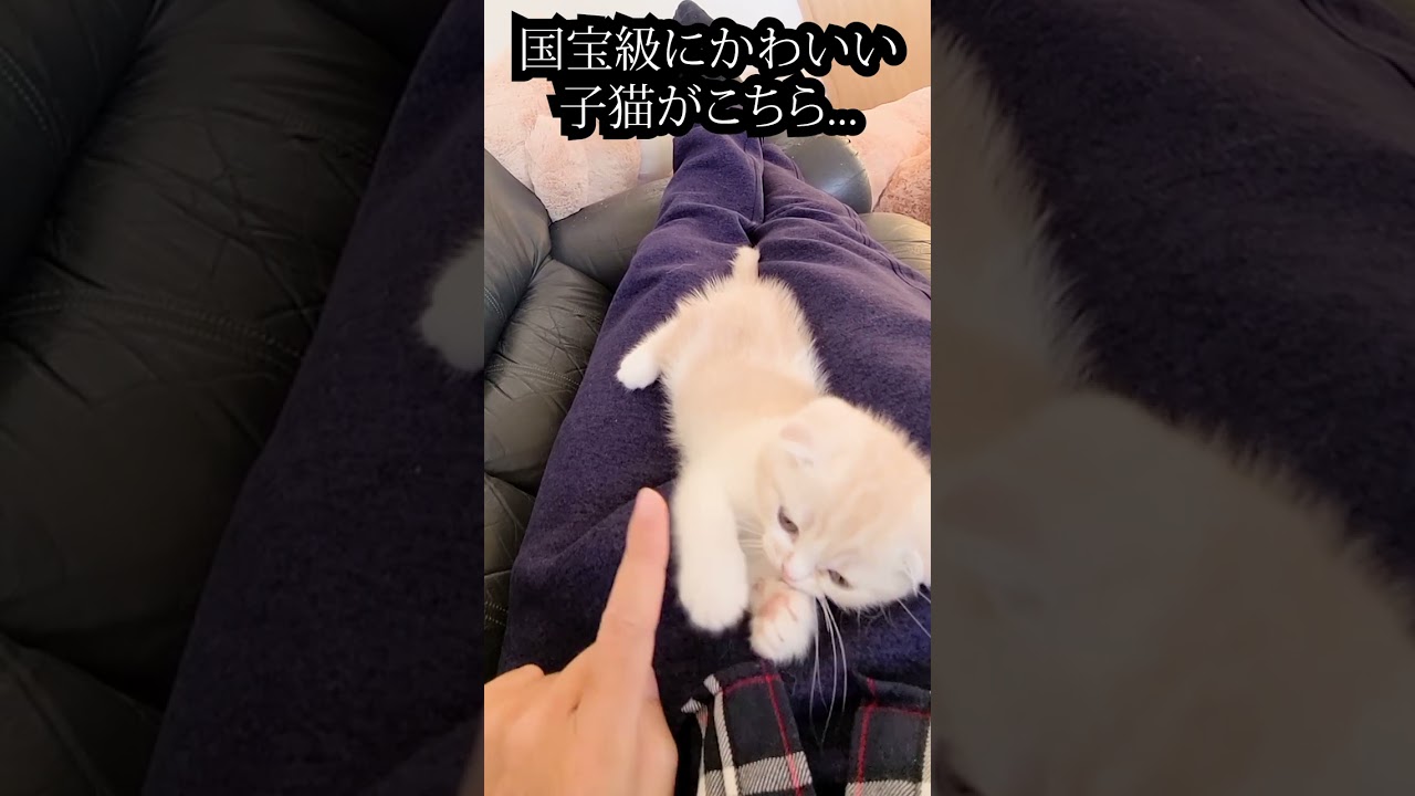 国宝級にかわいい子猫がこちら...#shorts