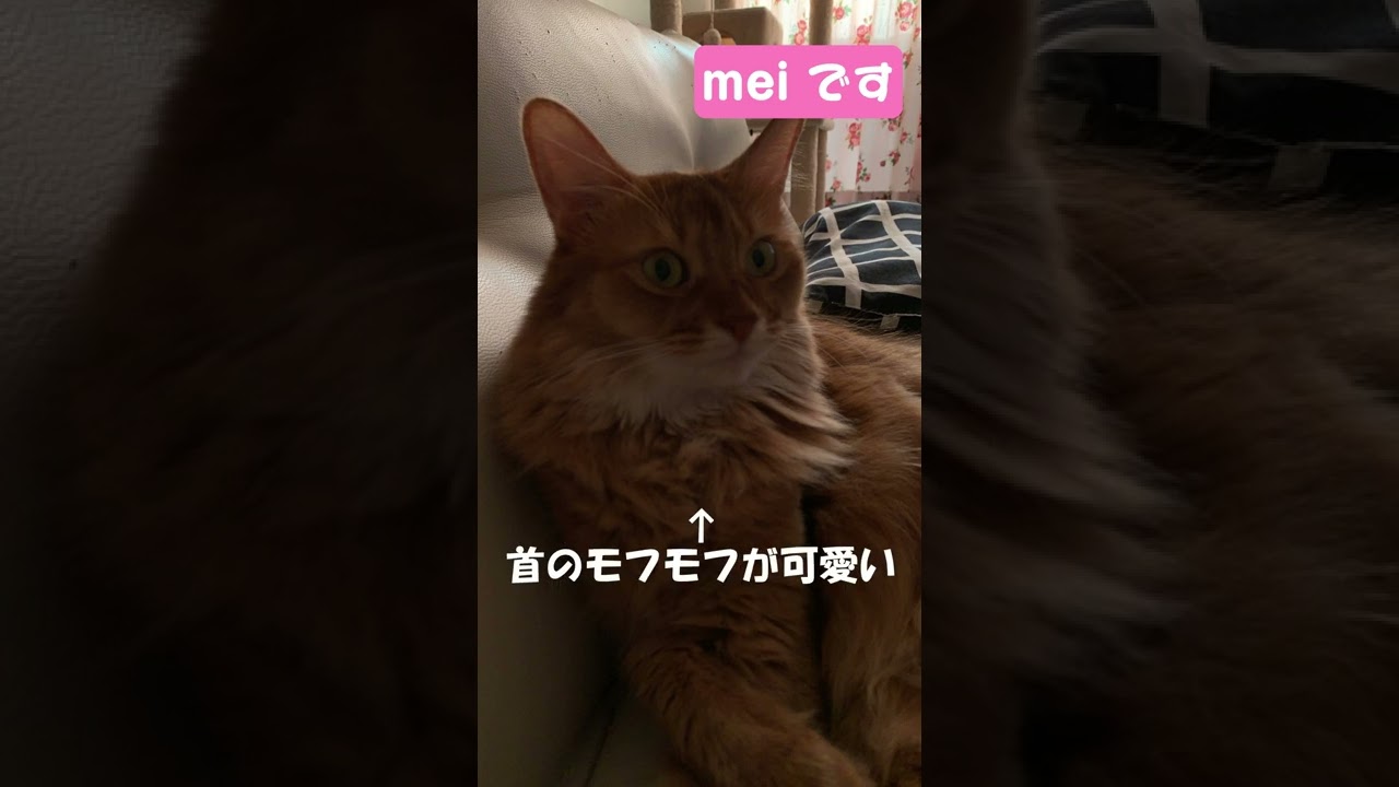 とある朝のソマリ