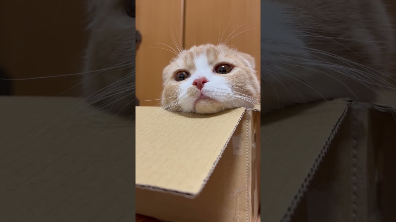 顔のせスコティッシュフォールド