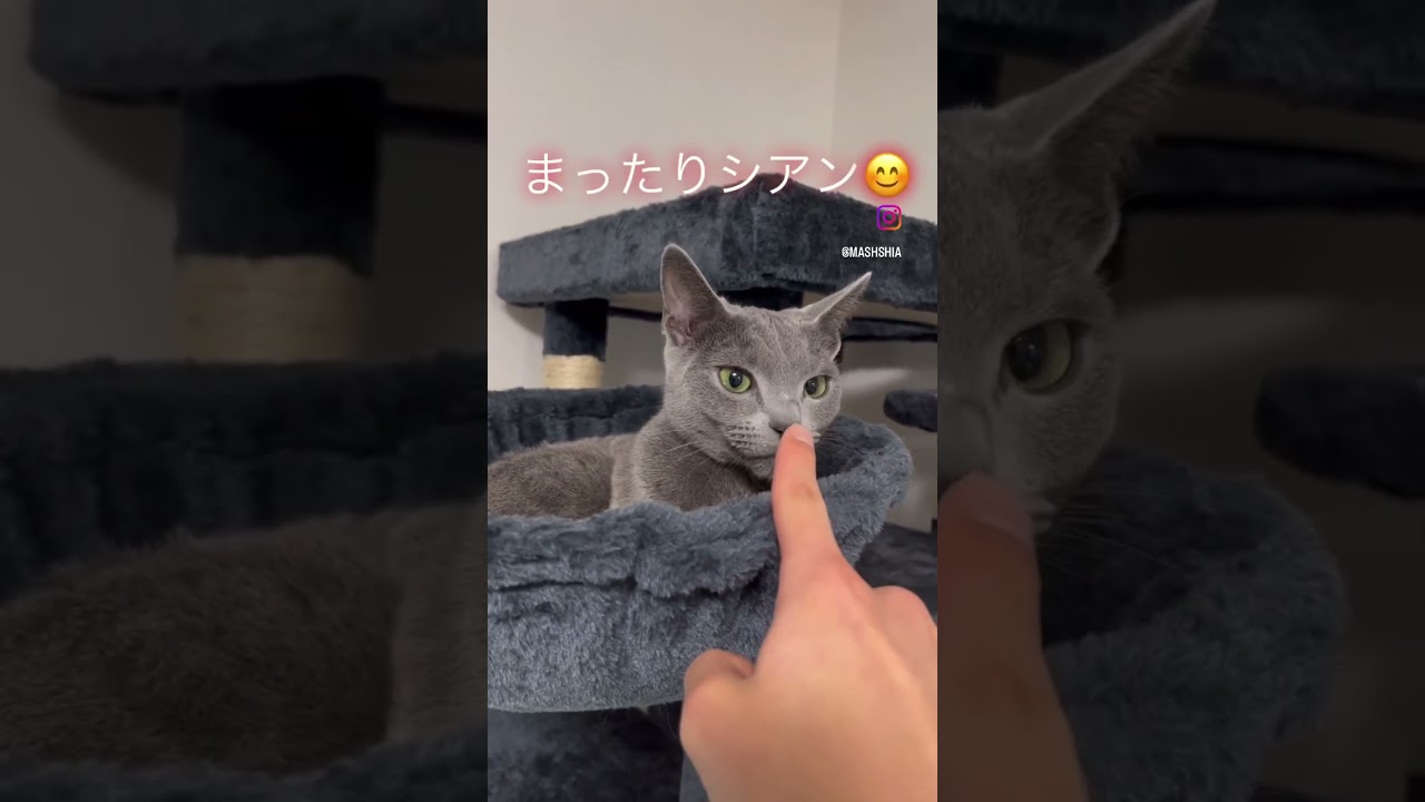 ハンモックでまったりシアンちゃん😊 #ロシアンブルー #猫
