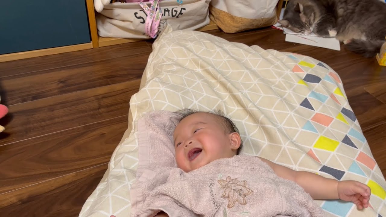 赤ちゃんの笑い声に聞き耳を立てる猫　ノルウェージャンフォレストキャット　Cat listening to baby's laughter