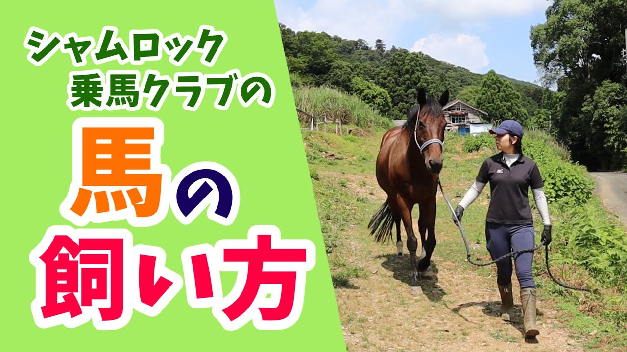 私たちの馬の飼い方