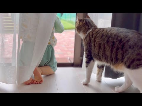 猫と娘が窓際でコソコソ。何をしてるんでしょう？