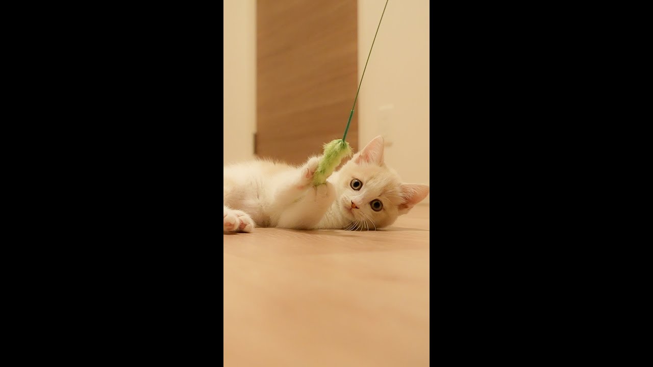 【生後2ヶ月の子猫】人間が子猫に負けた瞬間w　＃Shorts